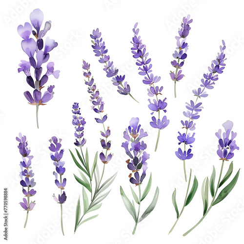 A set of watercolor lavender sprigs, delicately painted, isolated on transparent background