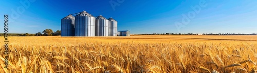 A golden wheat field ready for harvest stretches towards the horizon under a clear blue sky