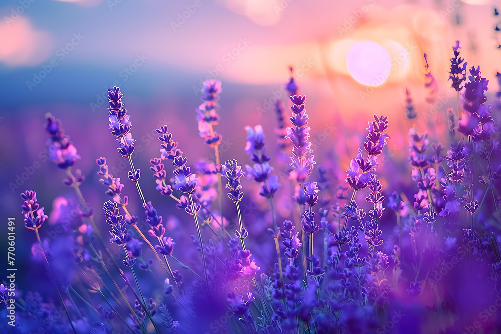 fragrant lavender field stretching towards the horizon under a twilight sky fragrant lavender field stretching towards the horizon under a twilight sky