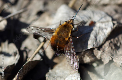 Black-tailed bee fly with a needle-like proboscis. An insect that collects pollen from flowers.