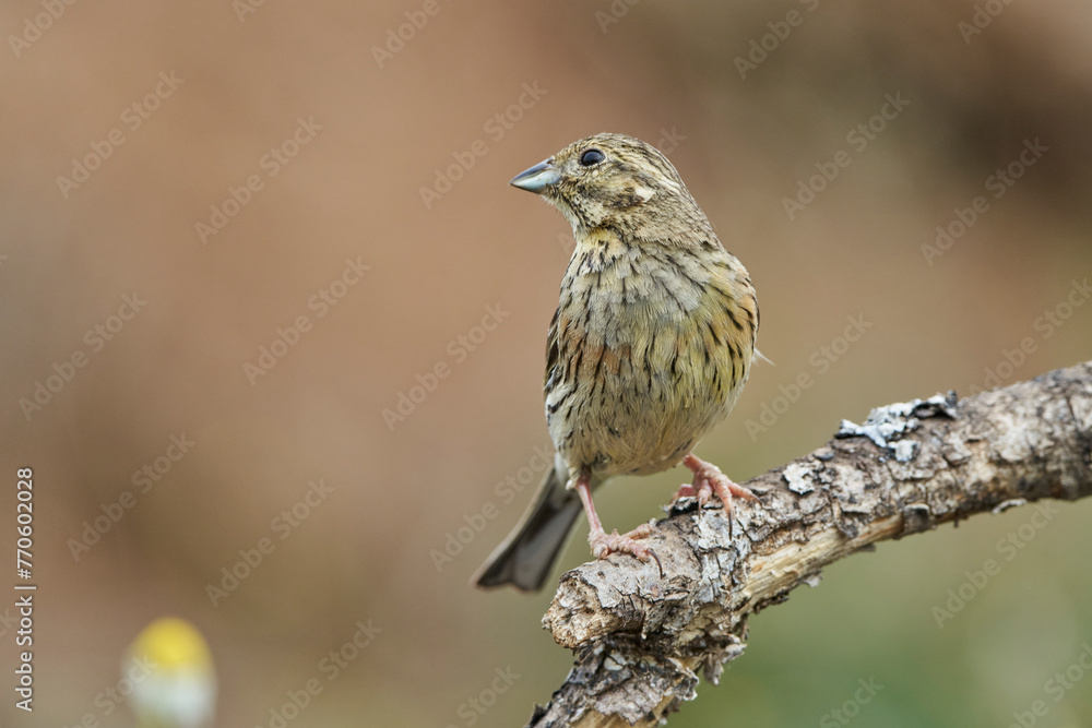 Escribano soteño hembra en el bosque (Emberiza cirlus) Escribano soteño hembra en el bosque (Emberiza cirlus)