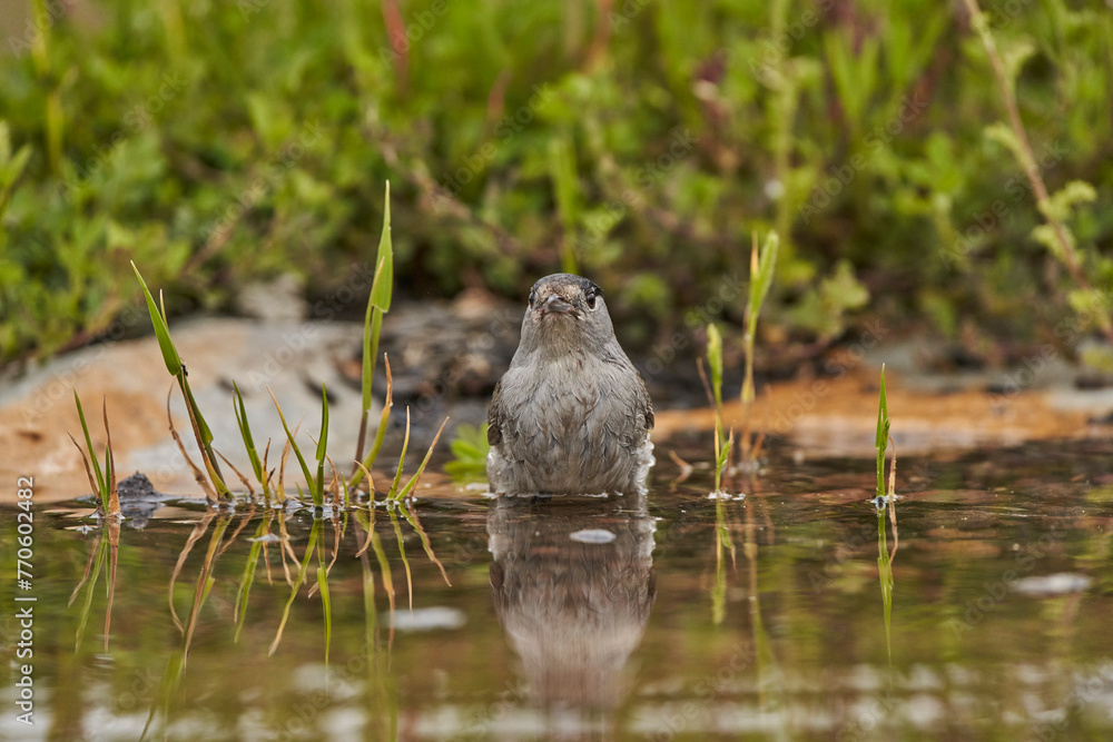 curruca capirotada macho bañándose en el estanque (Sylvia atricapilla) curruca capirotada macho bañándose en el estanque (Sylvia atricapilla)