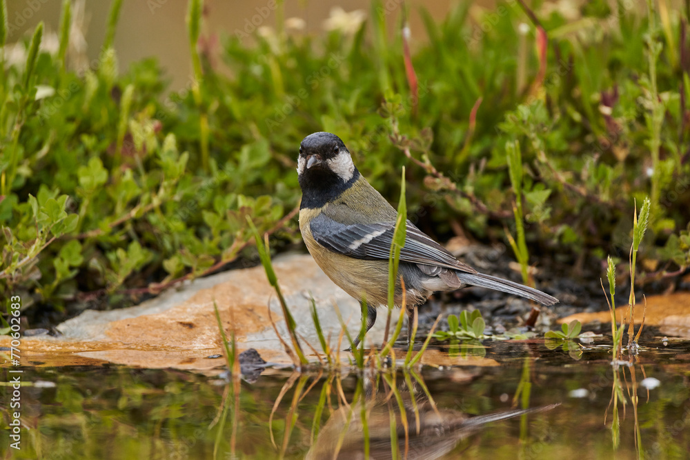 Obraz premium carbonero común en el estanque (Parus major)