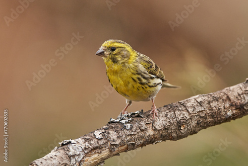 verdecillo o serín verdecillo (Serinus serinus)​ photo