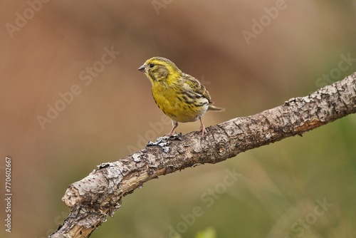 verdecillo o serín verdecillo (Serinus serinus)​