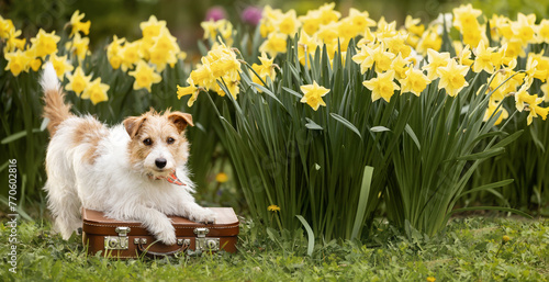 Banner of a happy dog puppy as waiting on a suitcase with daffodil flowers. Pet travel, vacation in spring or summer.