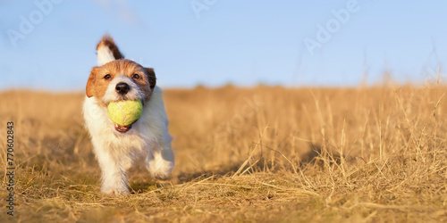 Playful happy active dog walking and bringing a tennis toy ball in the grass. Puppy banner.