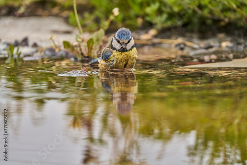 Herrerillo común en el estanque del parque (Cyanistes caeruleus) photo