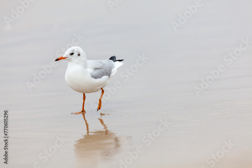Seagull in the natural environment on the Baltic Sea.