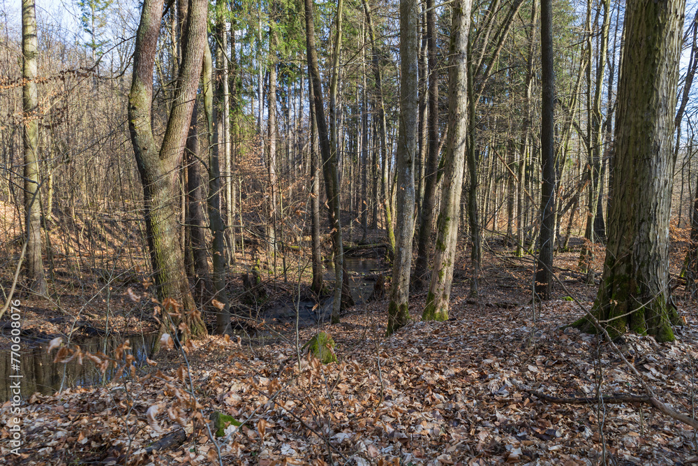 Spring forest landscape. Trees in the forest line the path. Spring forest landscape. Trees in the forest line the path.