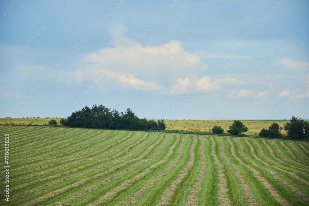 The field is planted with agricultural crops. The time of the year is summer.