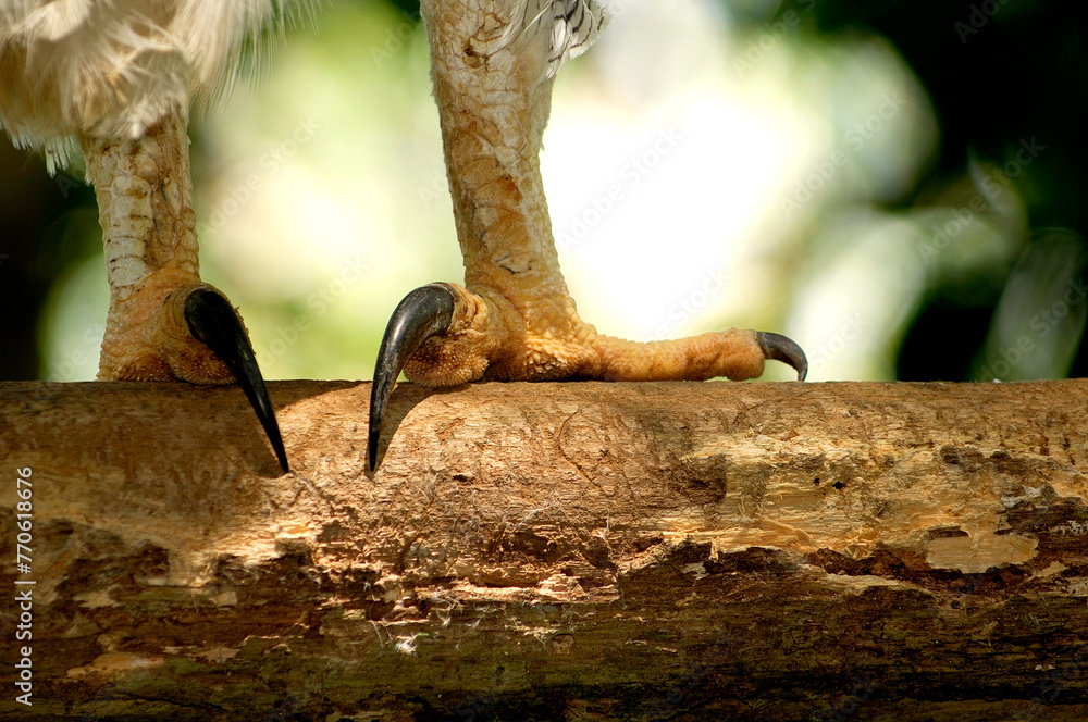 Harpy Eagle claws (Harpia harpyia) Soberania National Park, Panamá ...