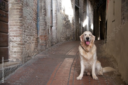 White Golden Retriever in Italy