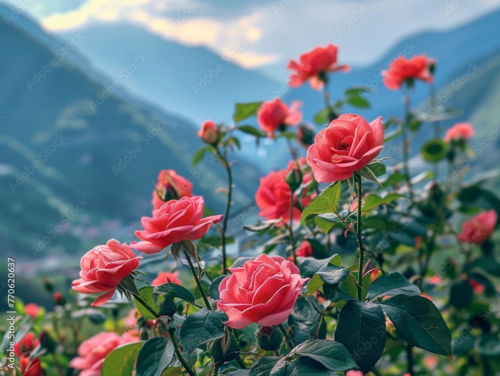  roses, mountains, a quiet and beautiful atmosphere