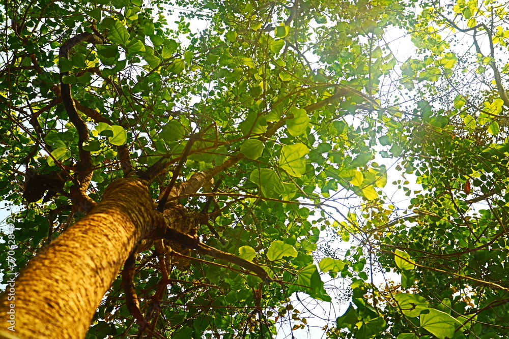 Fototapeta premium green tree