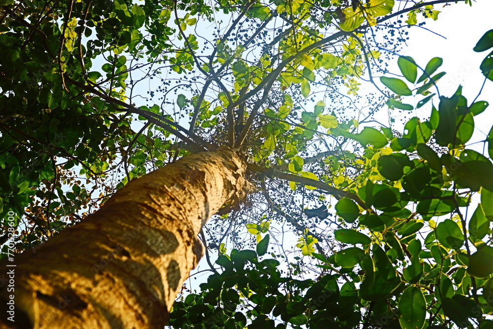 Fototapeta premium Green leaves on the tree 