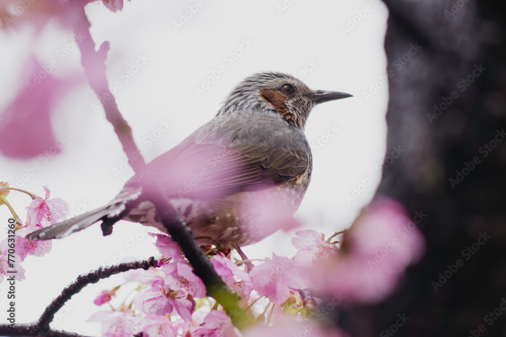 Fototapeta premium A bulbul facing right perches the branch surronded by kawazu cherry blossoms