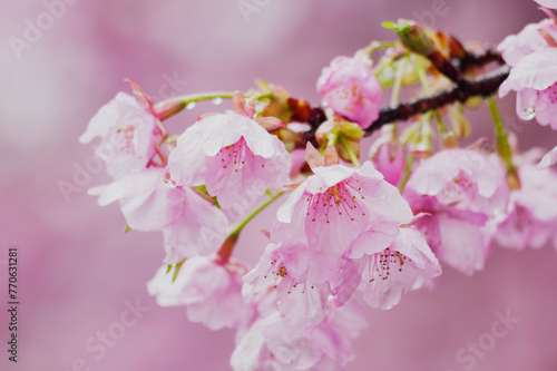 A spring cherry blossom scene  delicate pink sakura flowers  rain drops