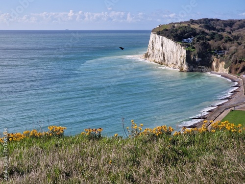 Edge of white cliffs of Dover, Kent, UK with grass and wildflowers photo