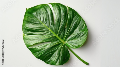 Big green leaf on a white background photo