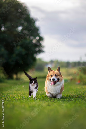 furry friends cat and corgi dog walking on green grass in a rainy spring garden