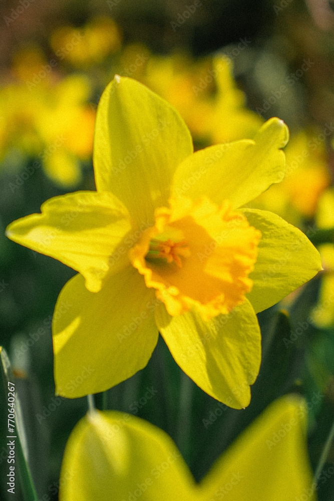 Springtime Springtime