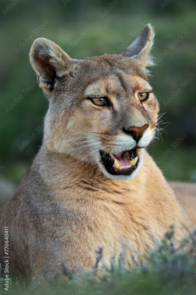 Fototapeta premium Close-up of puma lying opening its mouth