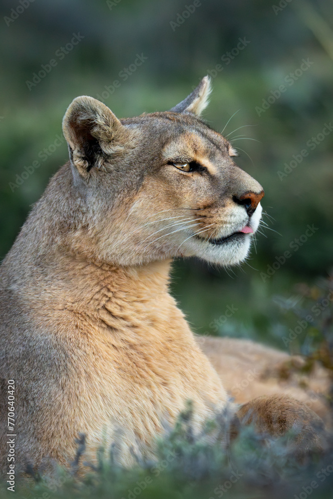 Fototapeta premium Close-up of puma lying poking tongue out