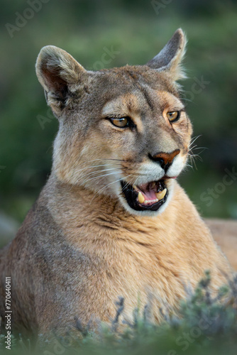 Close-up of puma lying opening its mouth