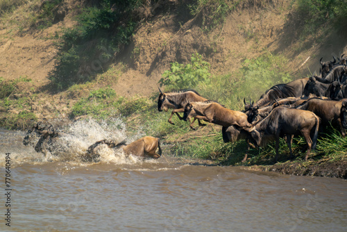 Two blue wildebeest jump into calm river