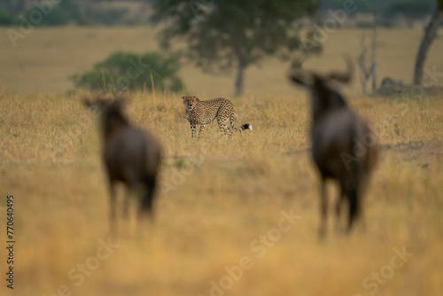 Two blue wildebeest stand watching cheetah passing