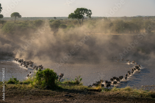 Two lines of blue wildebeest cross Mara