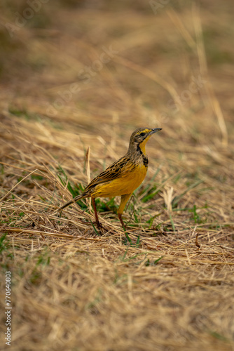 Yellow-throated longclaw stands on grass lifting beak photo