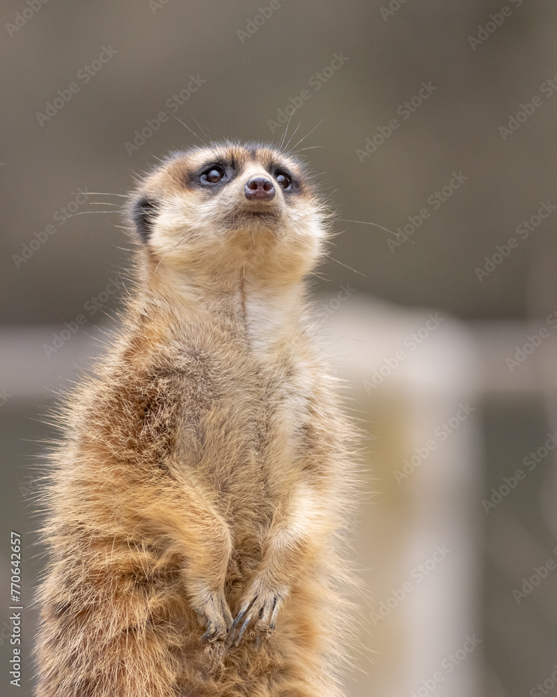 Fototapeta premium ERDMÄNNCHEN SURICATA SURICATTA