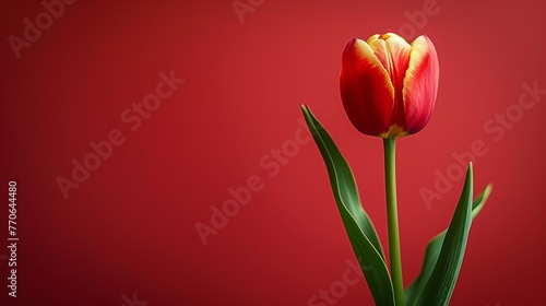 Red tulips elegantly contrast with the red background. Their delicate flowers radiate purity and elegance. This creates a captivating visual display that exudes elegance and sophistication.