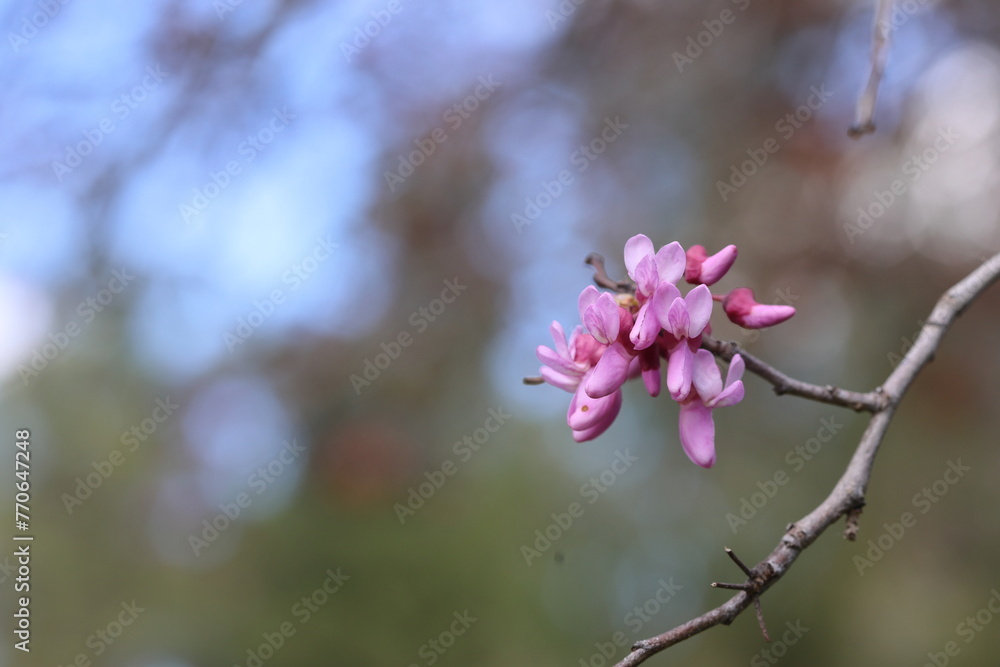 blossoms of Cercis siliquastrum (Judas tree) in spring blossoms of Cercis siliquastrum (Judas tree) in spring