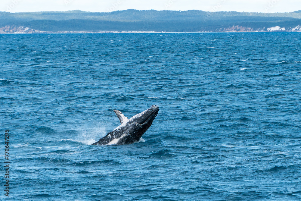 Obraz premium Whales in Hervey Bay, Queensland, Australia