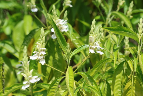 blooms of adhatoda vasica in spring photo