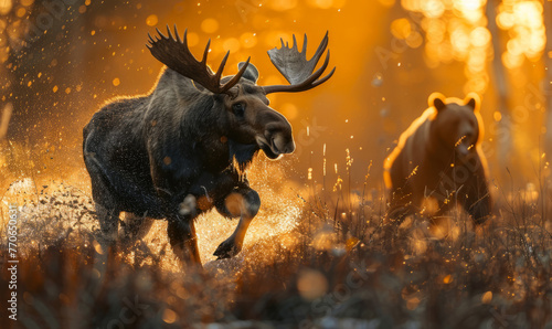 Beautiful moose fleeing from a big grizzly bear - running for his life