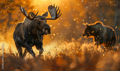 Beautiful moose fleeing from a big grizzly bear - running for his life