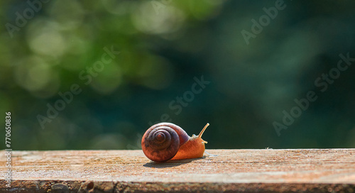 Garden snail,  helix pomatia,  grapevine snail  close up on a desk  in the garden on dark green background