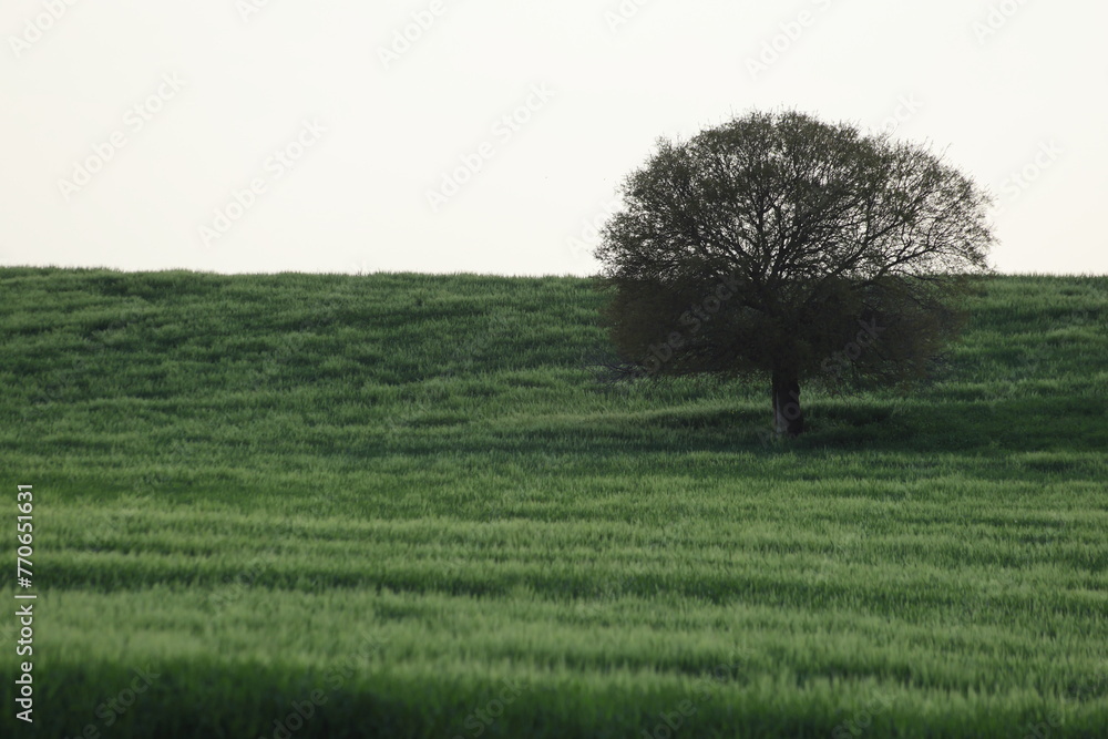Fototapeta premium a lone tree in the field 