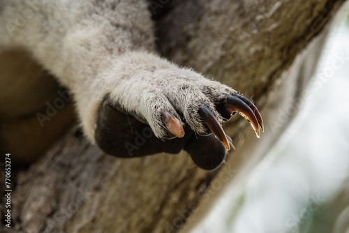 Canvas Print Close-up of wild koala on Magnetic Island, Australia (Forts Walk)