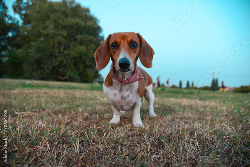 Little dachshund is playing in the meadow.