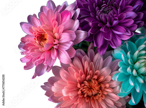 Colorful chrysanthemum flowers in pink  purple and turquoise colors on a black background