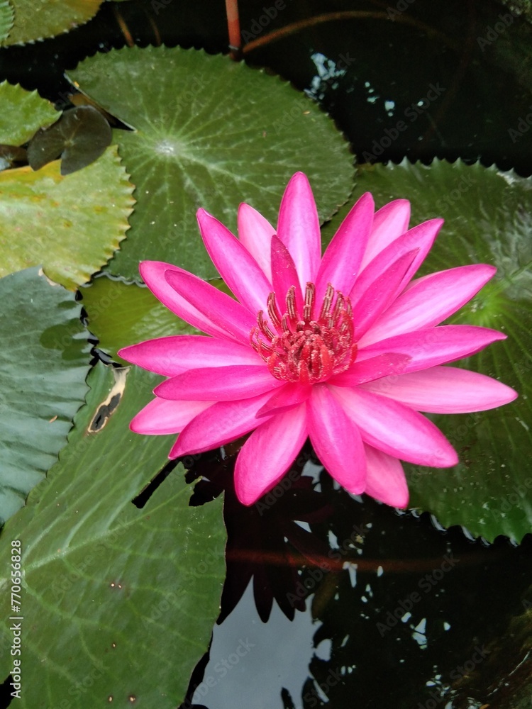 pink water lilies pink water lilies