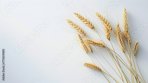 Golden Wheat Ears Isolated on White Background with Copy Space