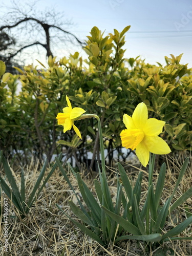 The daffodils are beautiful