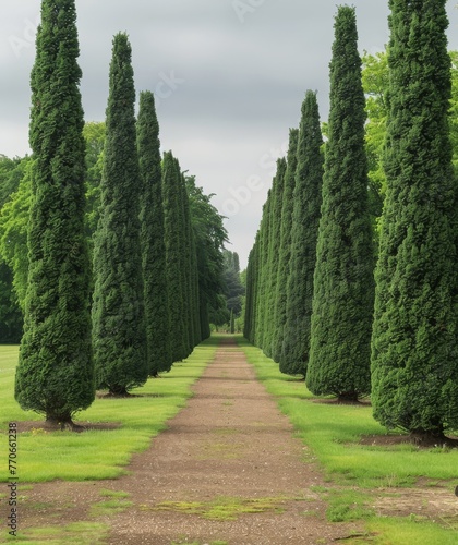 A path runs through a grove of tall trees