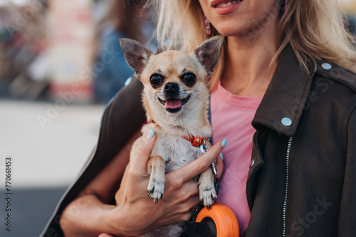 Fototapeta Naklejka Na Ścianę i Meble -  Chihuahua dog in woman hands